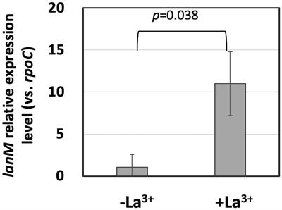 A Periplasmic Lanthanide Mediator, Lanmodulin, in Methylobacterium aquaticum Strain 22A